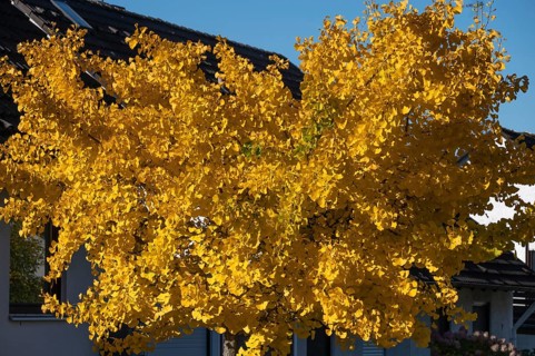 Bright yellow autumn color of a ginkgo or ginko tree (ginkgo biloba), Eckental, Middle Franconia,
