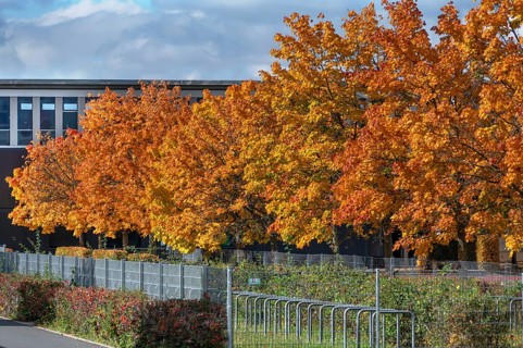 Ahornallee (Acer) in autumn colors on the school grounds of the Eckental Gymnasium, Mittelfranen,