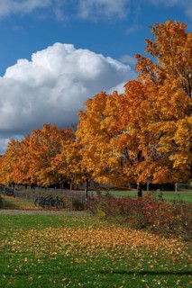 Ahornallee (Acer) in autumn colors on the school grounds of the Eckental Gymnasium, Mittelfranen,