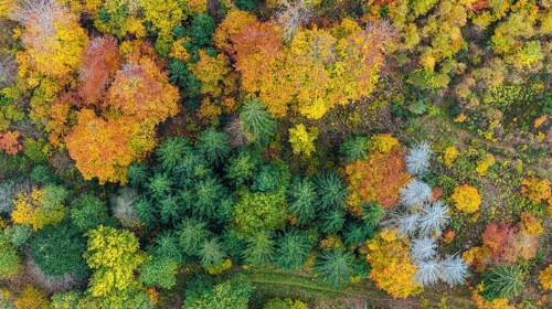 Autumn forest in the Black Forest. Drone photo of trees in colorful autumn leaves and conifers,