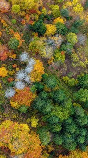 Autumn forest in the Black Forest. Drone photo of trees in colorful autumn leaves and conifers,