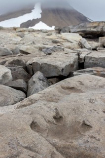 Ornithopod footprints in sandstone deposits at the Lower Cretaceous dinosaur tracksite at