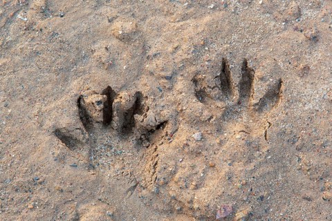 Common raccoon, North American racoon (Procyon lotor) close-up of footprints, tracks in wet sand,