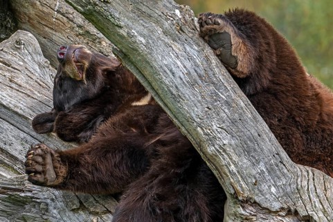American black bear (Ursus americanus) brown color variation with white blaze on the chest sleeping