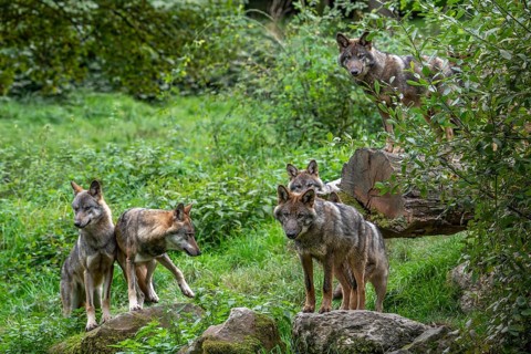Wolf pack of six Eurasian wolves, European grey wolves (Canis lupus lupus) adults and 5 months old