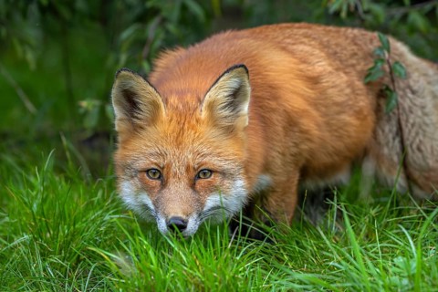 Hunting red fox (Vulpes vulpes) leaving thicket at edge of forest and stalking prey in meadow,