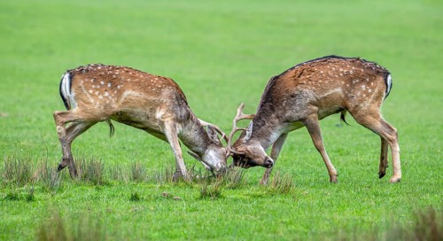 Two European fallow deer (Dama dama) bucks, males fighting by locking antlers in grassland during