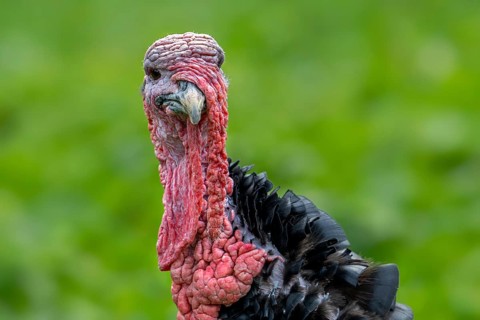 Close-up of head of black domestic turkey showing snood, caruncles and wattle, dewlap