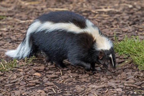 Striped skunk (Mephitis mephitis) omnivore native to southern Canada, the United States and