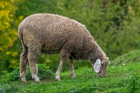 Est à Laine Merinos, German and French white Merino sheep breed from the Alsace Lorraine region of