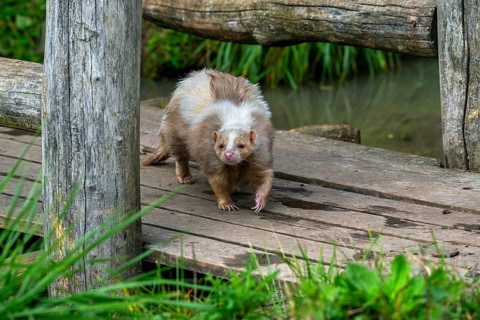 Striped skunk (Mephitis mephitis) brown, cream-colored mutation walking over wooden footbridge,