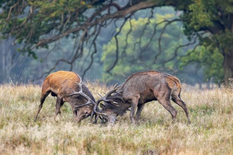Two rutting red deer (Cervus elaphus) stags fighting by locking antlers during fierce mating battle