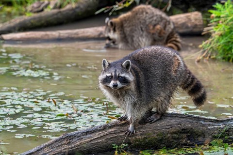 Common raccoon, North American racoon (Procyon lotor) walking over fallen tree trunk in pond,