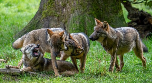 Wolf pack of Eurasian wolves, European grey wolves (Canis lupus lupus) with 5 months old pups play