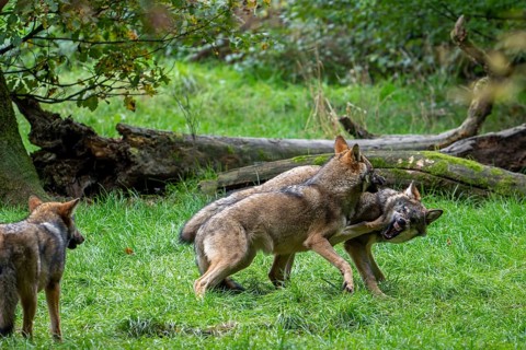 Two 5 months old pups play fighting at wolf pack of Eurasian wolves, European grey wolves (Canis