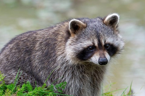 Common raccoon, North American racoon (Procyon lotor) foraging along river bank, invasive species