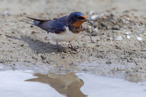 Barn swallow (Hirundo rustica, Hirundo erythrogaster) collecting mud in beak from puddle for
