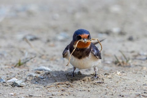 Barn swallow (Hirundo rustica, Hirundo erythrogaster) collecting twigs and mud in beak from puddle