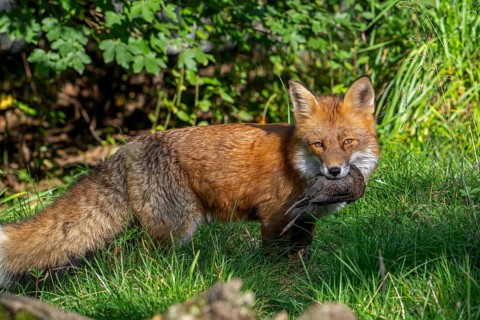 Hunting red fox (Vulpes vulpes) with caught bird prey in mouth in meadow, grassland at edge of