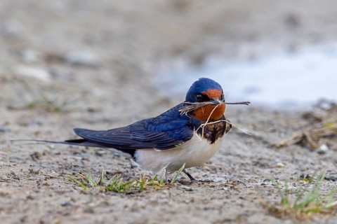 Barn swallow (Hirundo rustica, Hirundo erythrogaster) collecting grass blades and mud in beak from