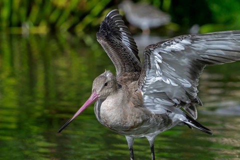Black-tailed godwit (Limosa limosa) in non-breeding plumage spreading wings in pond, lake in