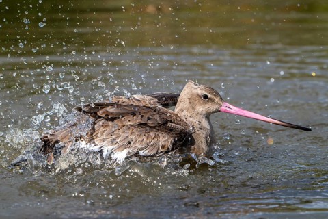 Black-tailed godwit (Limosa limosa) in non-breeding plumage bathing in water of pond, lake in