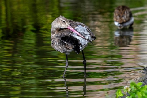 Black-tailed godwit (Limosa limosa) in non-breeding plumage preening feathers with long beak in