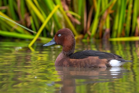 Ferruginous duck, ferruginous pochard, common white-eye, white-eyed pochard (Aythya nyroca), male
