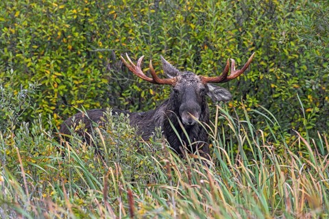 Moose, elk (Alces alces) bull, male feeding on willow leaves in marshland in autumn, fall, Sweden,