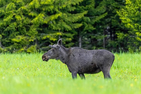 Moose, elk (Alces alces) adult bull, male with antlers covered in velvet grazing grass in meadow at
