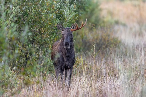 Moose, elk (Alces alces) young bull, male shedding antlers in grassland at edge of forest in