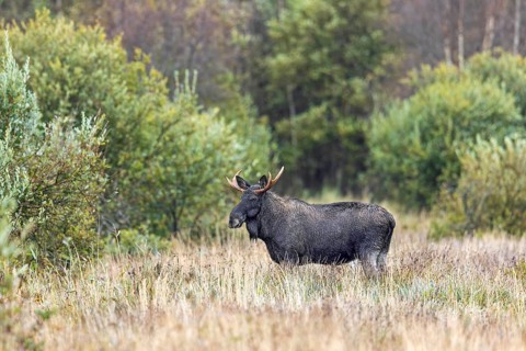 Moose, elk (Alces alces) bull, male foraging in grassland at edge of forest in autumn, fall,