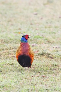 Pheasant, hunting pheasant (Phasianus colchicus), adult male bird in a meadow, animal portrait,