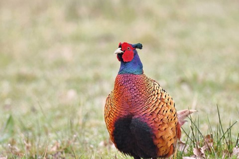 Pheasant, hunting pheasant (Phasianus colchicus), adult male bird in a meadow, animal portrait,