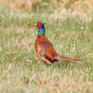Pheasant, hunting pheasant (Phasianus colchicus), adult male bird in a meadow, wildlife, lembruch,