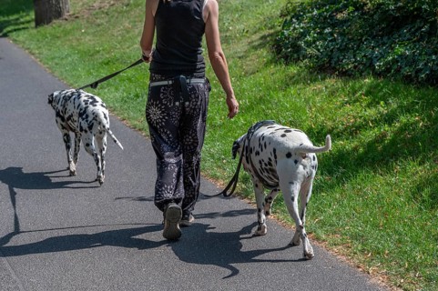 Walking with two Dalmatian dogs through a park, Bavaria, Germany