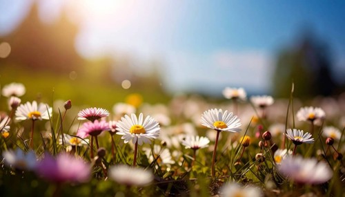 A sunny meadow with daisies in full bloom under bright sunlight, creating a vibrant and cheerful
