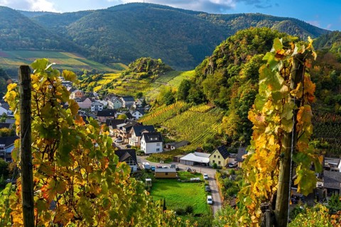 Vineyards in autumn in the middle Ahr Valley, near Mayschoß, Rhineland-Palatinate