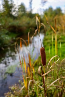Bottrop, North Rhine-Westphalia, Germany - Autumn on the restored Boye, the tributary of the