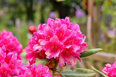 Rhododendron flowers (Rhododendron Homer), red flowers, in a garden, Wilndorf,