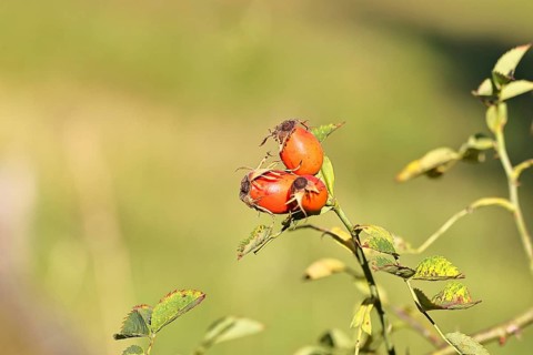 Ripe rose hip fruit of the dog rose (Rosa canina) on a branch, close-up, Wilnsdorf, North