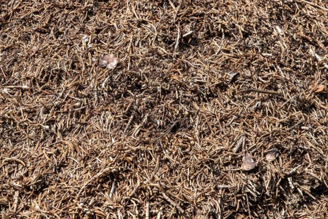 Construction of forest ants (Formica), Oberallgäu, Allgäu, Bavaria, Germany