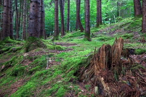 Forest soil covered with moss between trees, near Schöllang, Illertal, Oberallgäu, Allgäu, Bavaria,
