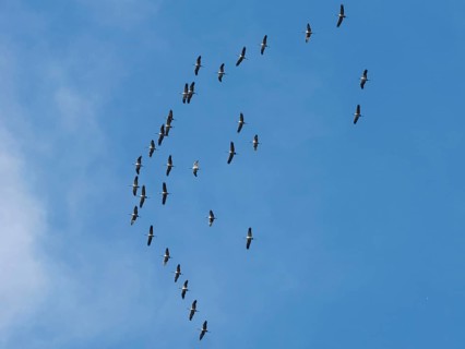 Crane (Grus grus) in flight, autumnal crane migration, migrating cranes, flight formation,