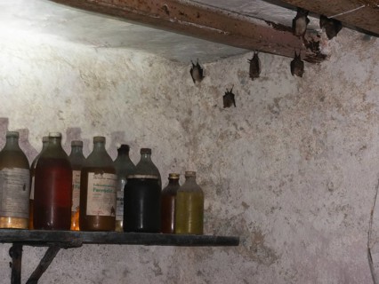 Small horseshoe nose (Rhinolophus hipposideros) hanging from the ceiling in the cellar, Thuringia,