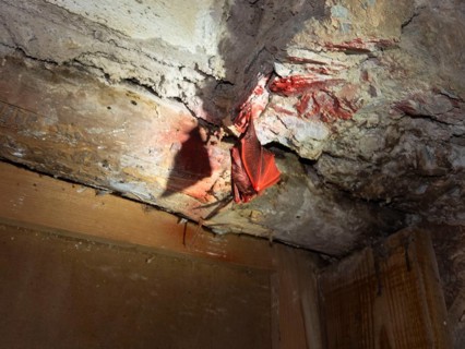 Small horseshoe nose (Rhinolophus hipposideros), sprayed with red paint, gross nonsense, punishable