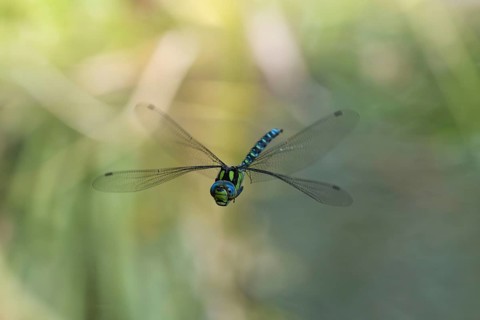 Blue-green mosaic maiden (Aeshna cyanea), dragonfly in flight, North Rhine-Westphalia, Germany