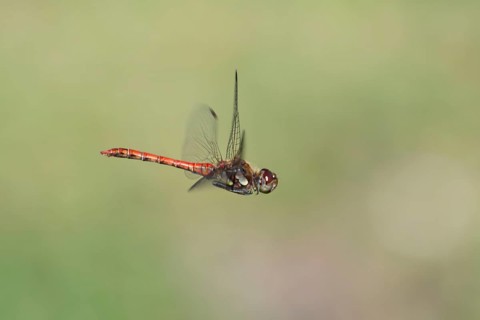 Blood-red heather (Sympetrum sanguineum), aerial view, Norrhine-Westphalia, Germany