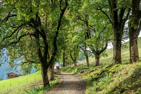 All with sycamore, Gerstruben, Oberstdorf, Allgäu Alps, Oberallgäu, Allgäu, Bavaria, Germany