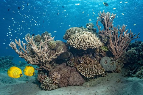 Pair of masked doctorfish (Chaetodon semilarvatus) in front of a small, intact coral reef with